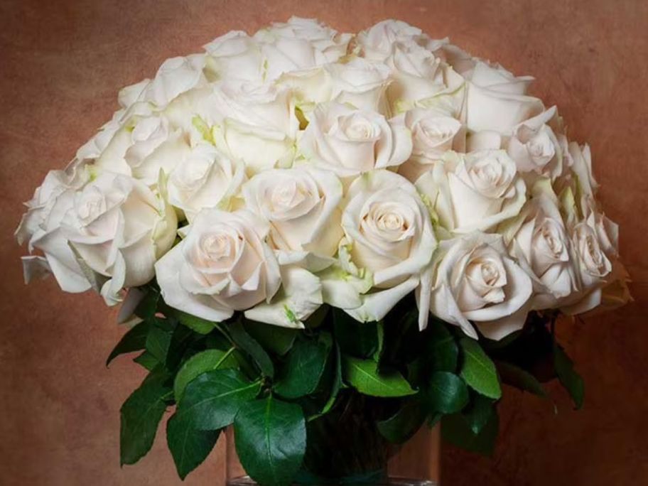 50 white roses in a vase