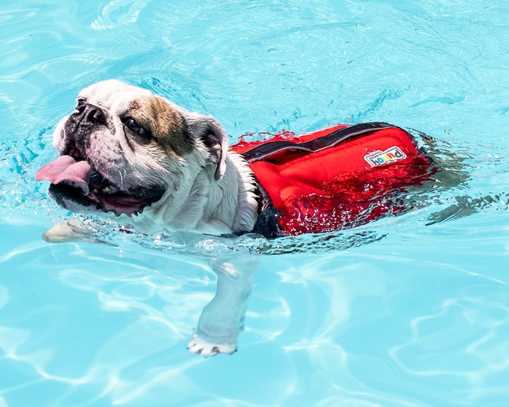 bulldog swimming in water with a red life jacket