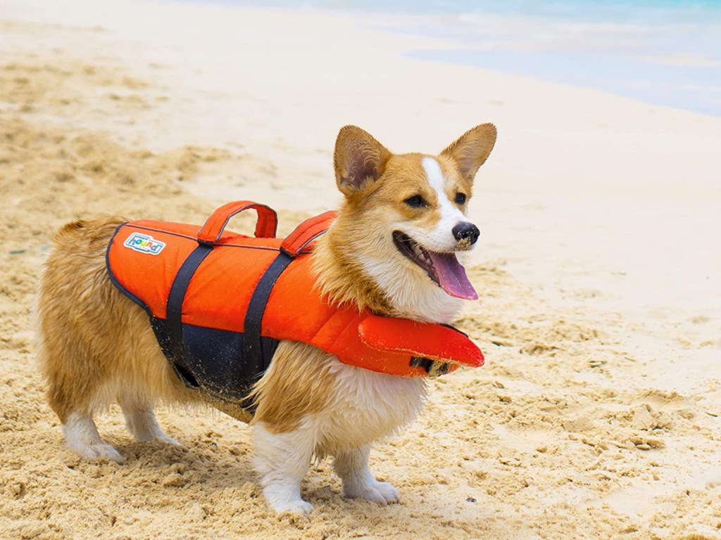 corgi on beach wearing an orange life jacket