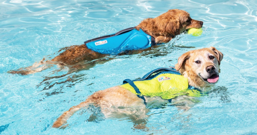 two dogs swimming in pool wearing life jackets
