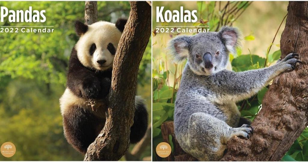 pandas and koalas 2022 wall calendars