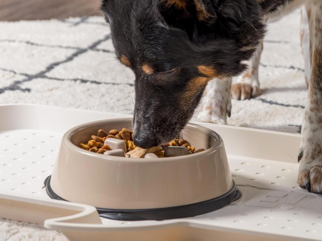 dog eating from iris usa slow feeding dog bowl