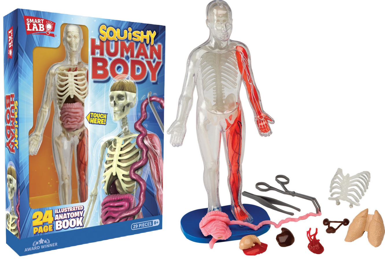 Squishy Human Body Anatomy Kit