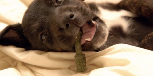Wag Dental Dog Treats Just $7.67 Shipped on Amazon (Regularly $16)