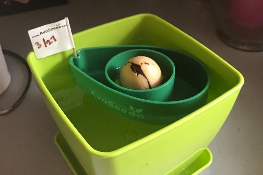 avocado seed planter kit