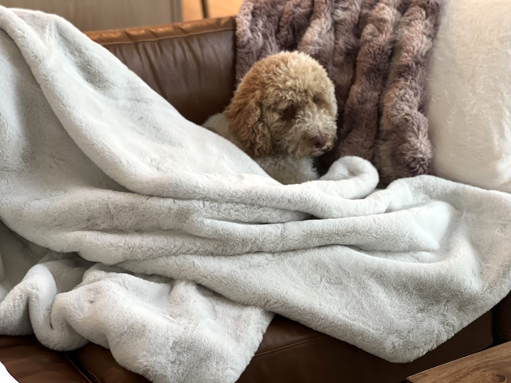 dog with throw blankets on couch 