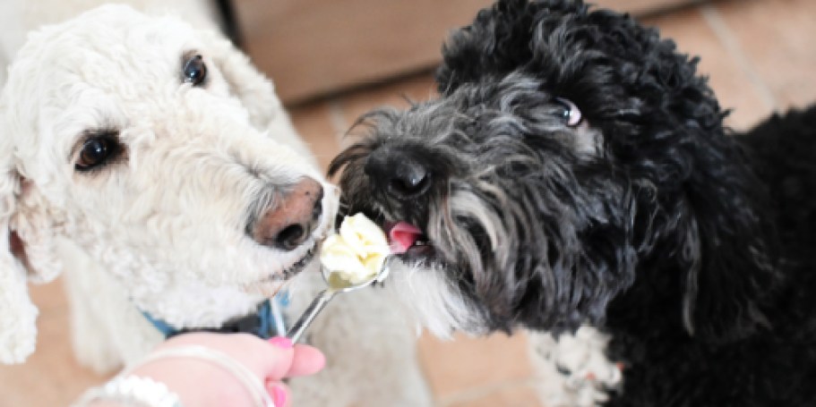 Petco Is Giving Dogs FREE Ice Cream Today + More Fun Pet Events!