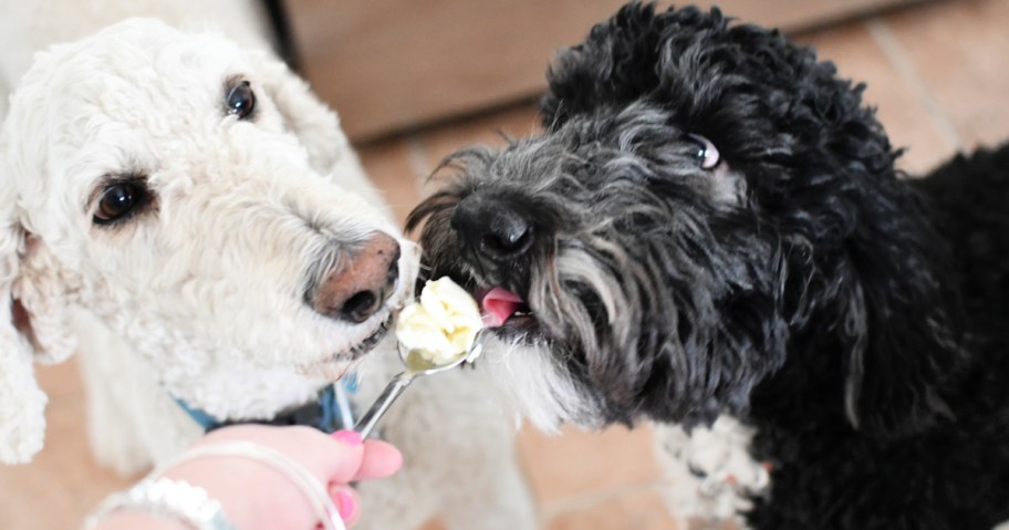 doggy ice cream pooch creamery