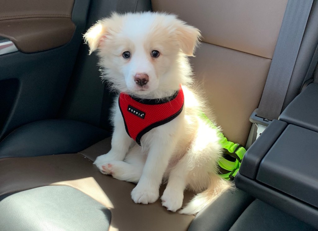blonde border collin puppy with red collar sitting on leather car seat