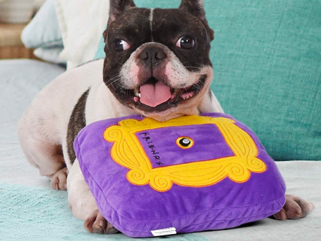 dog playing with purple picture frame dog toy