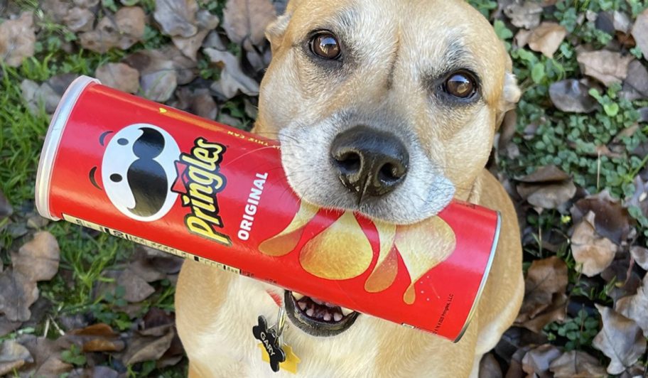 dog with pringles can in mouth sitting outside in grassy leaves