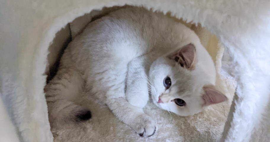 white cat in cat tree