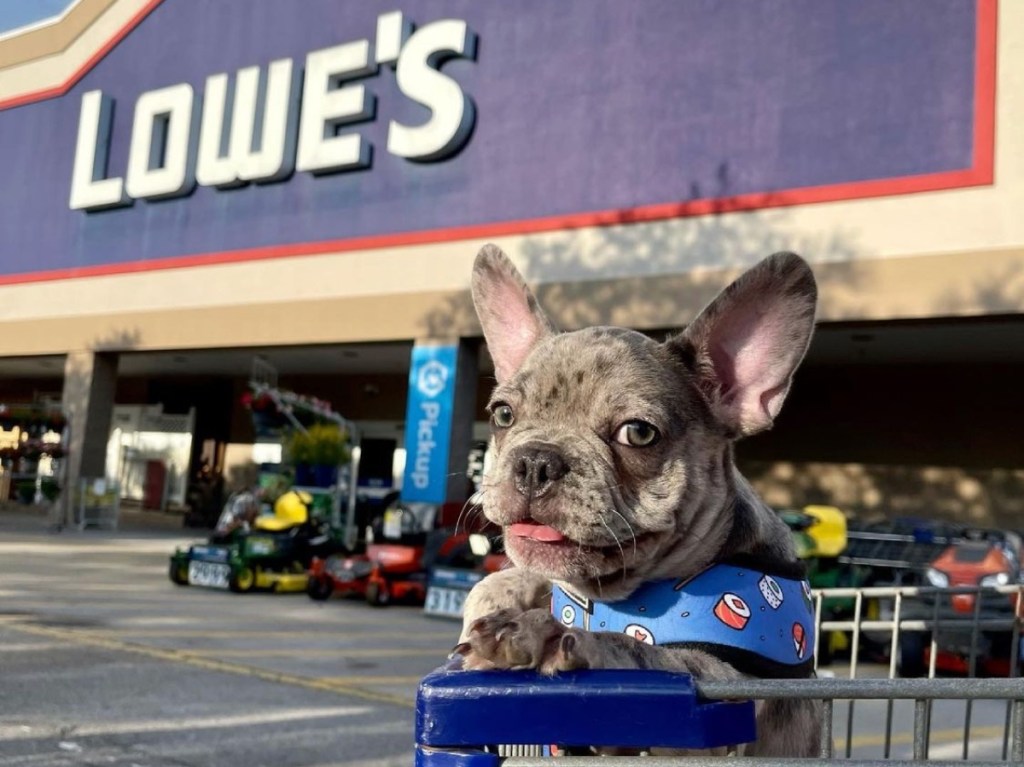 dog in Lowe's shopping cart outside of store