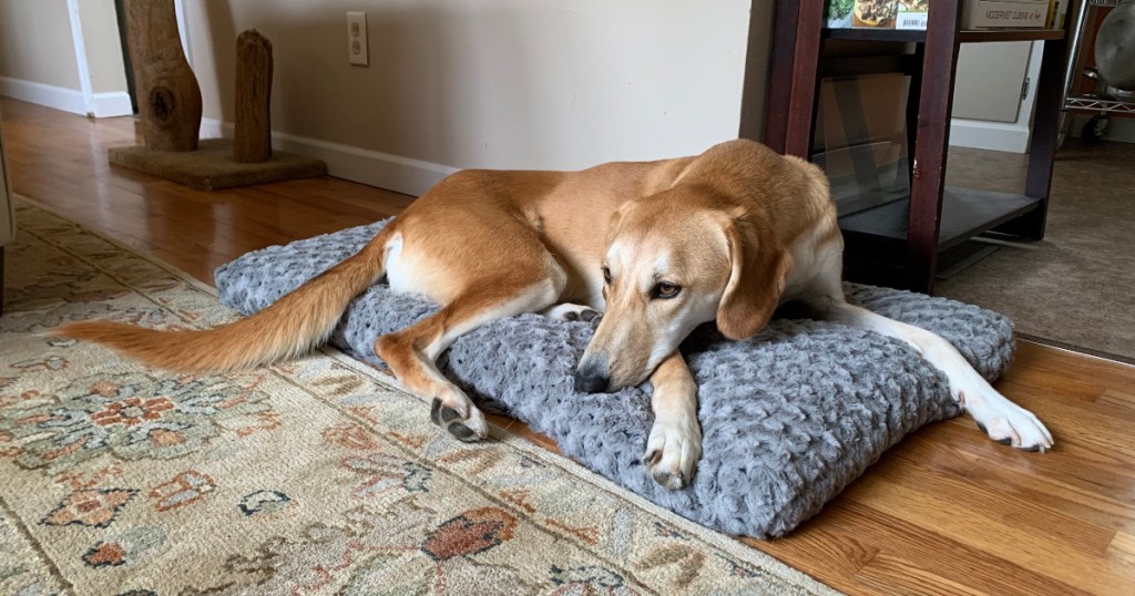 dog resting on gray dog bed