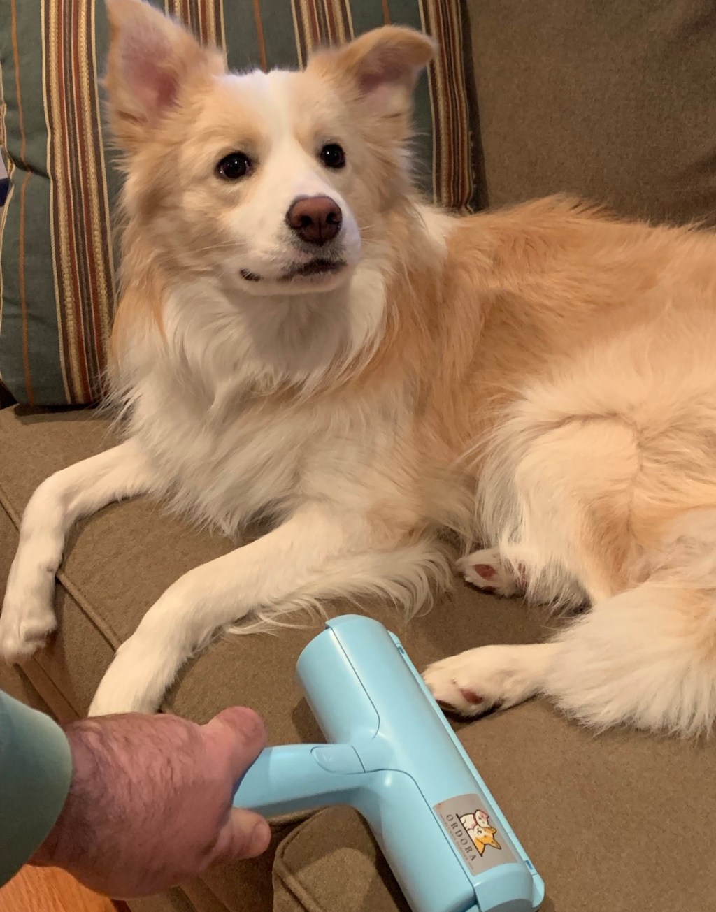 dog sitting on couch with hand holding pet hair remover - best things to buy on amazon