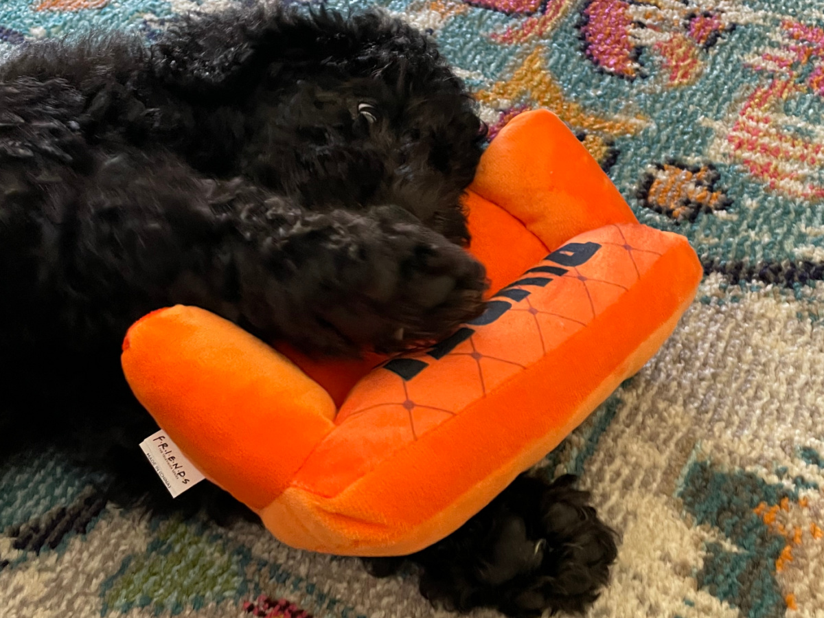 black dog eating toy shaped like small orange couch