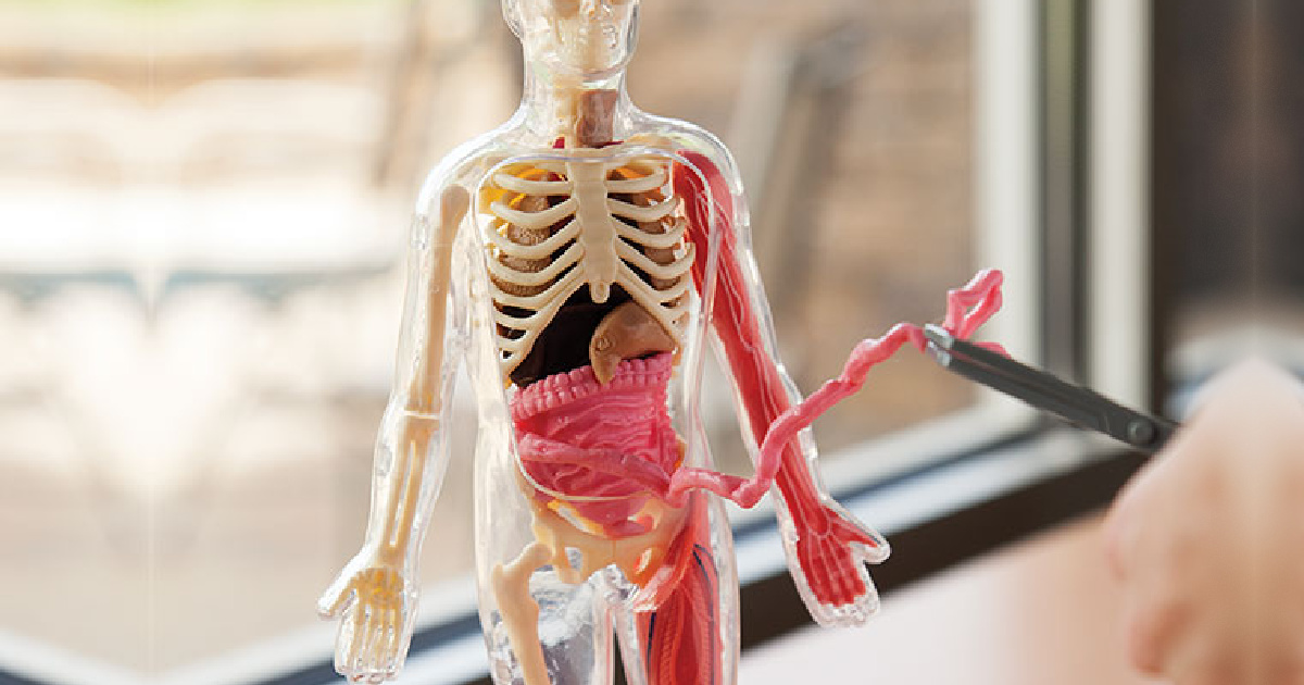 closeup of a skeleton toy with removable intestines