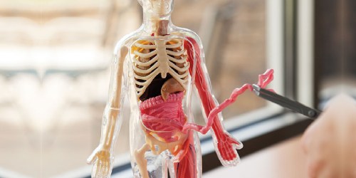 Squishy Human Body Anatomy Kit Just $9.83 on Target.com (Regularly $16)
