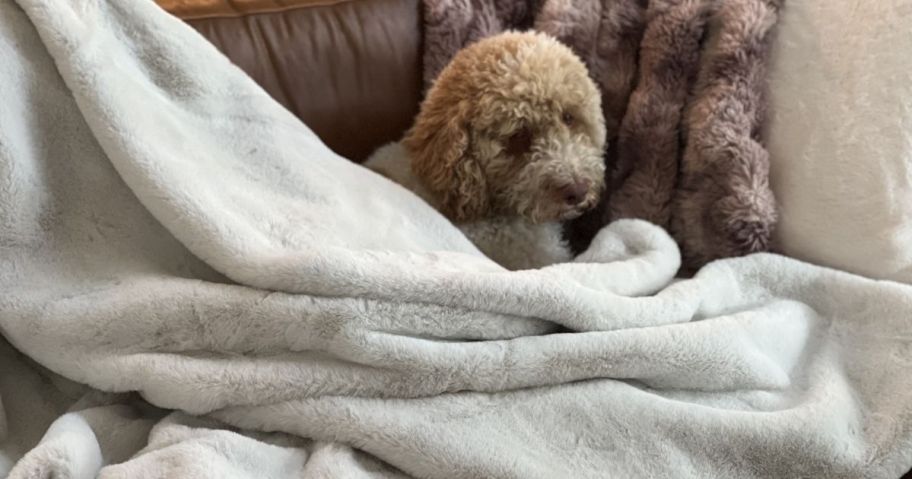 dog sitting with a blanket