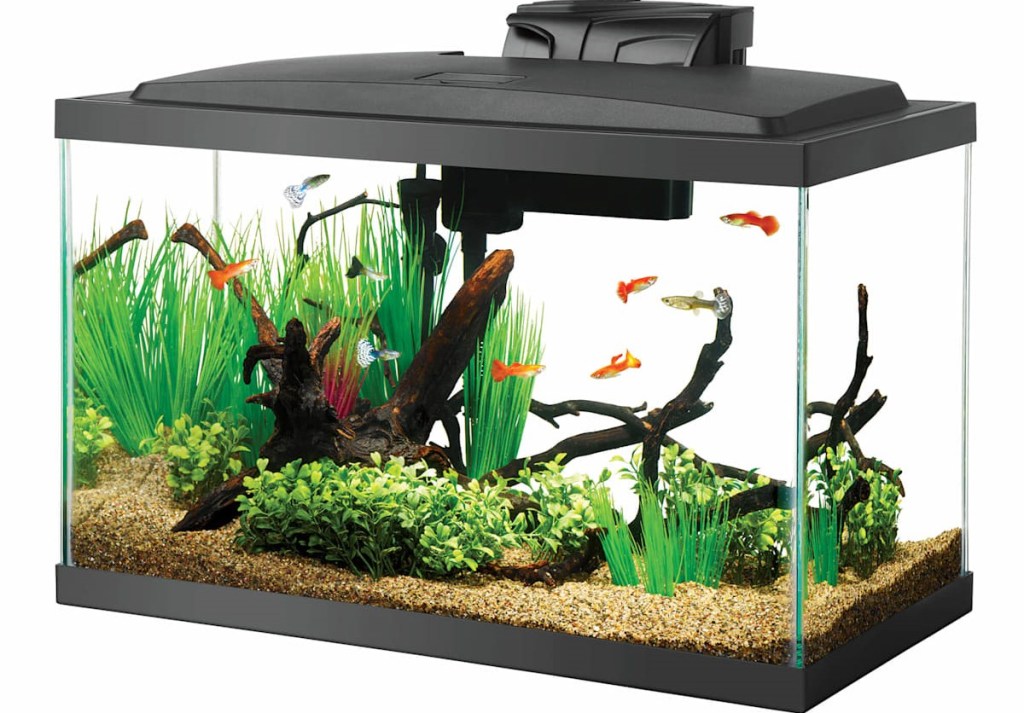 fish tank with fish
