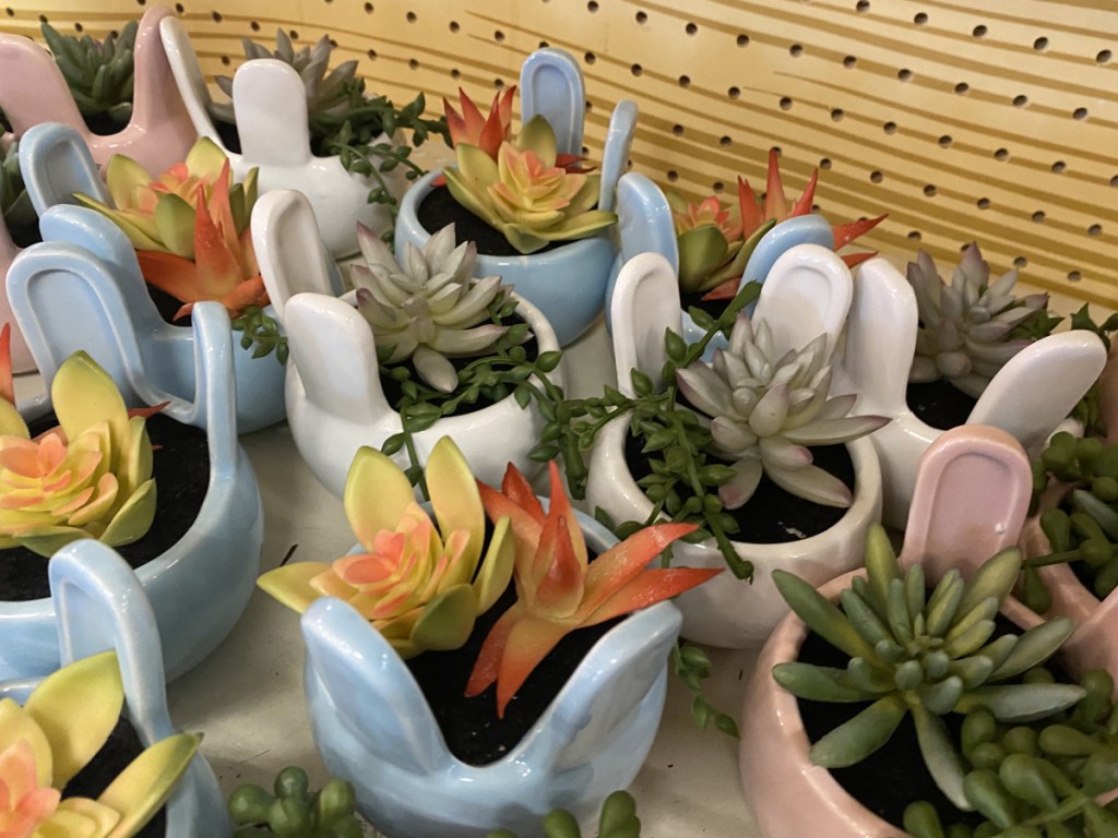 Bunny Potted Succulents