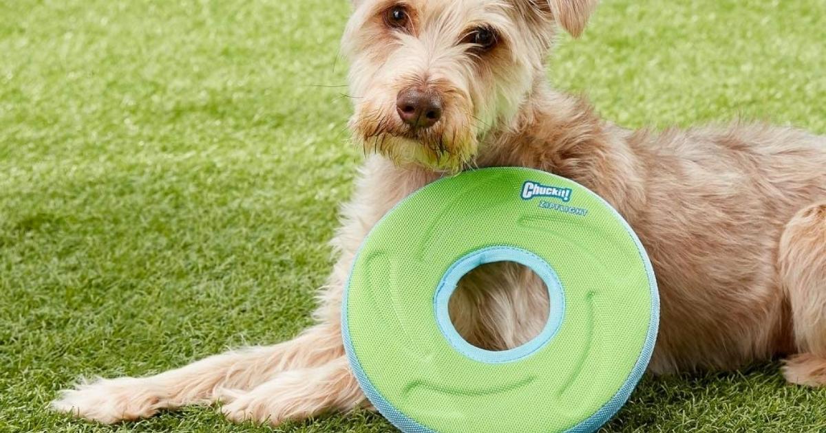 dog sitting with ChuckIt! Zipflight Flyer Frisbee Toy