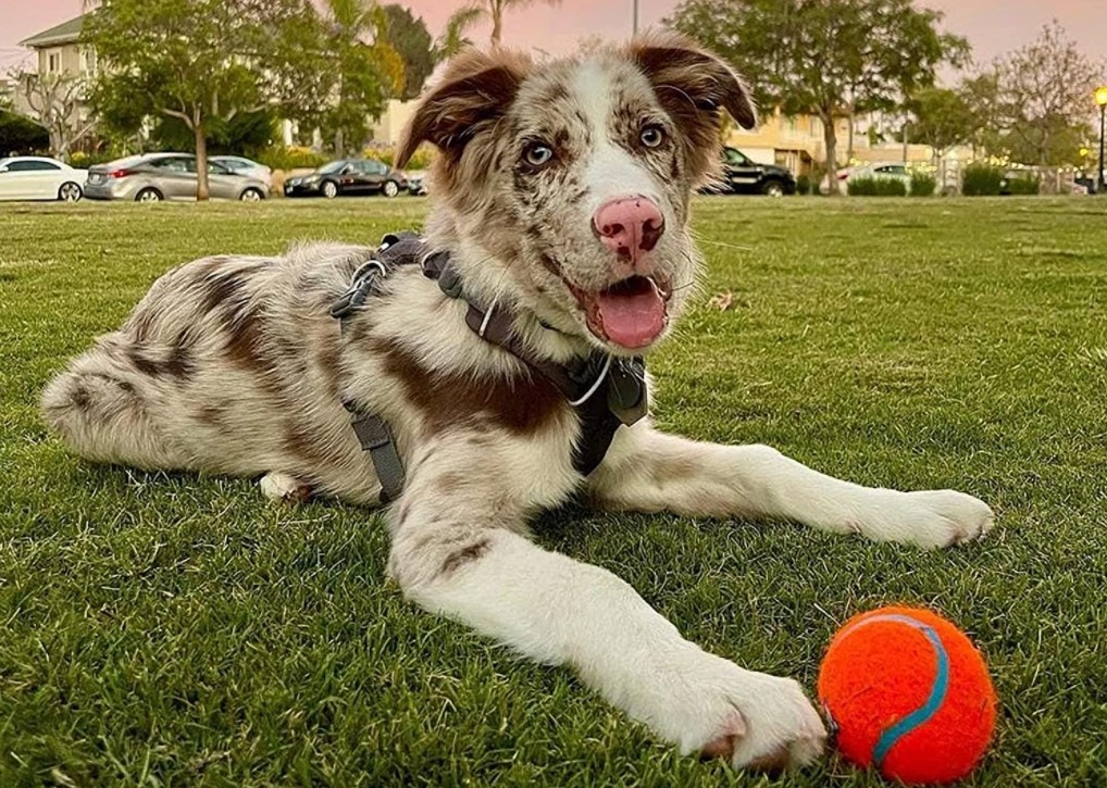 dog sitting by a ChuckIt Ultra Ball