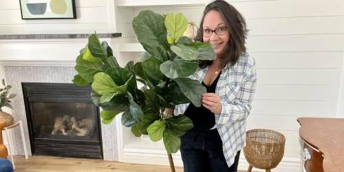 50% Off Potted Trees & Plants on HobbyLobby.com | Fiddle Leaf Fig Tree Only $59.99 (Regularly $120)