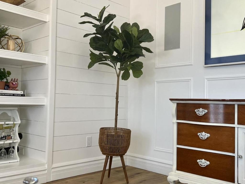 hobby lobby fiddle leaf fig tree in home