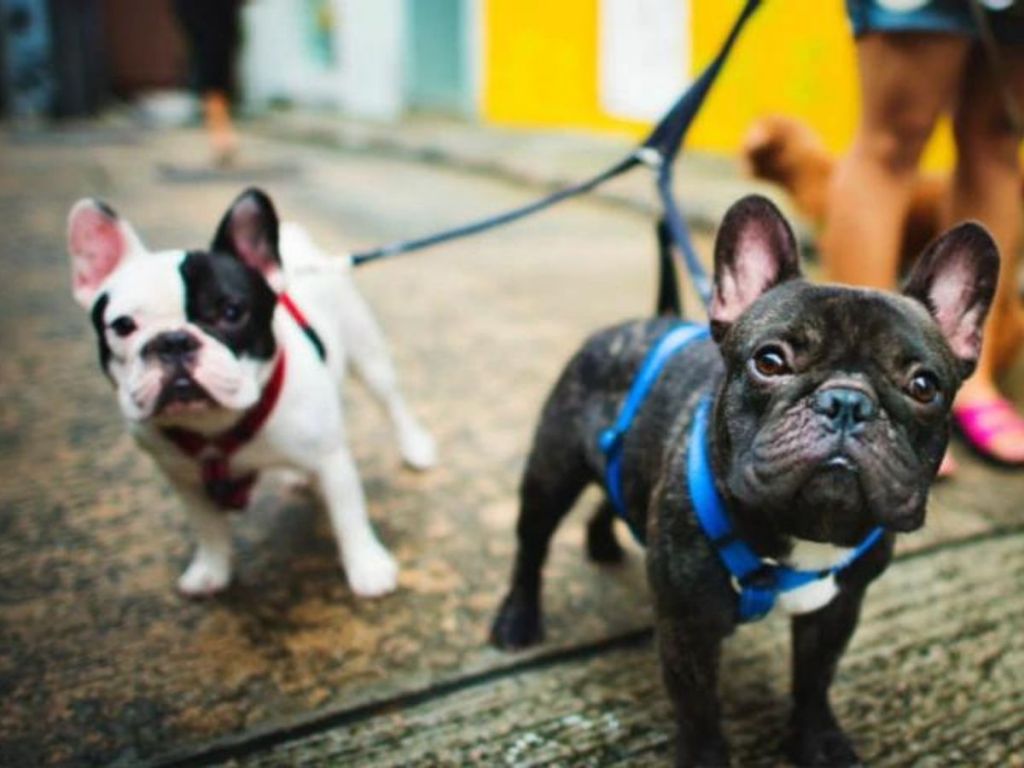 2 Frenchies on leashes