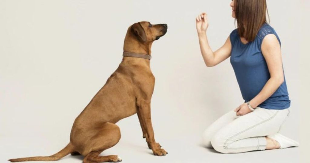 woman giving dog a treat for sitting