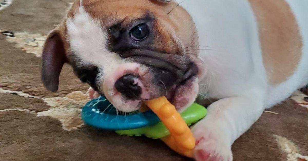 what happens if dog eats nylabone