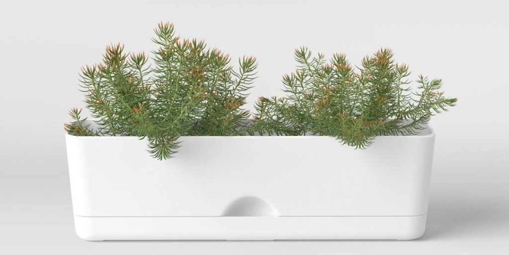 Self-Watering Window Box with a plant in it