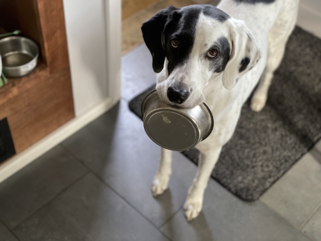 dog holding a bowl in her mouth