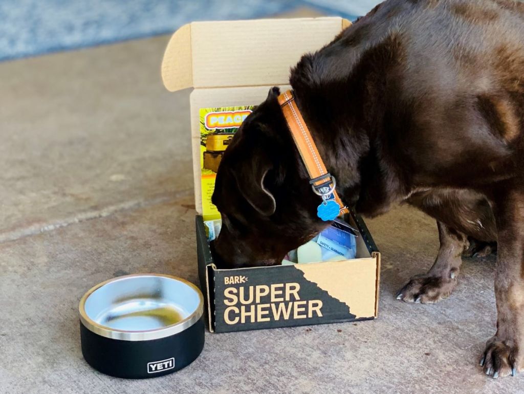 dog sniffing a Super Chewer Box