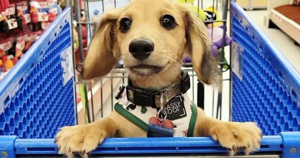 dog in petsmart shopping cart