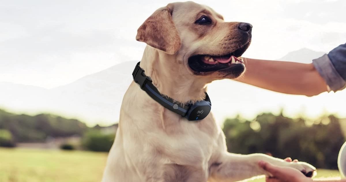 eufy Dog Training Collar Just $39.99 Shipped on Amazon (Regularly $50 ...