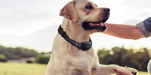 eufy Dog Training Collar Just $39.99 Shipped on Amazon (Regularly $50)