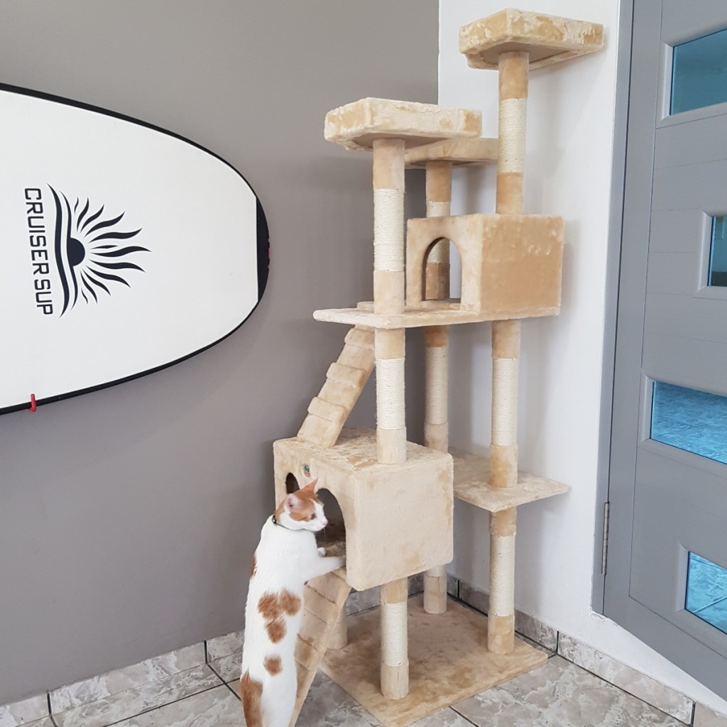 cat climbing up beige cat tree