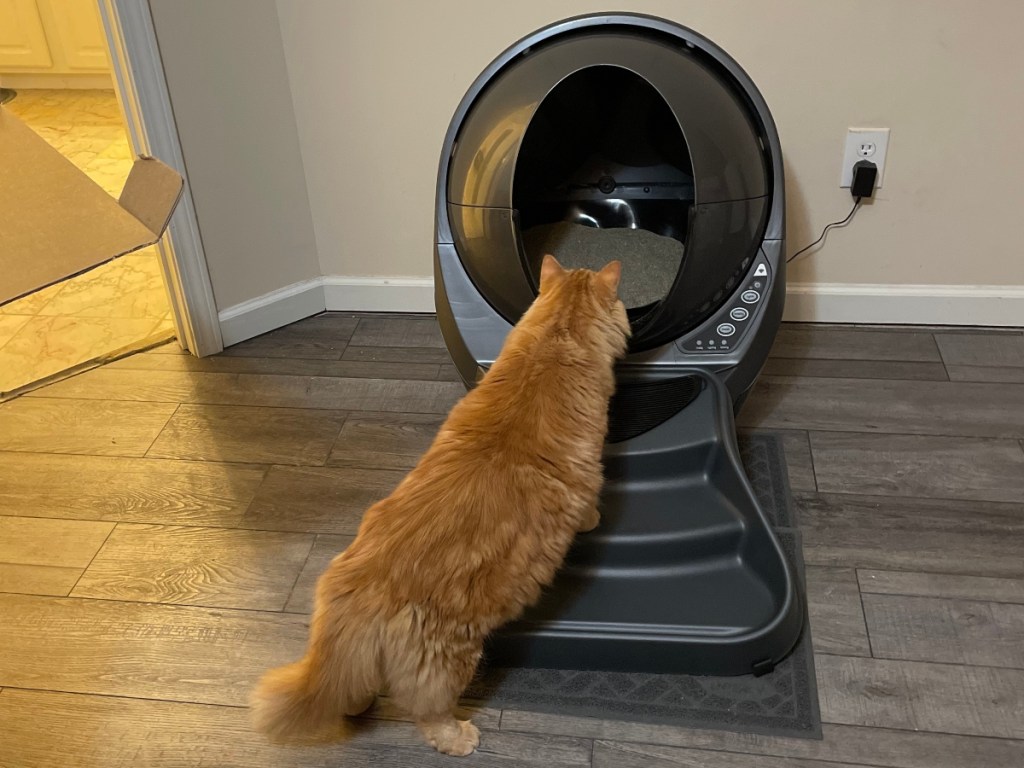 cat entering robotic litter box