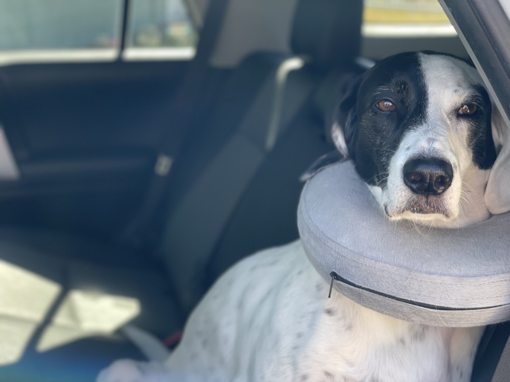 Dog in a car with a neck pillow