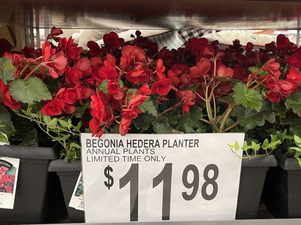 Begonia Hedera Planter