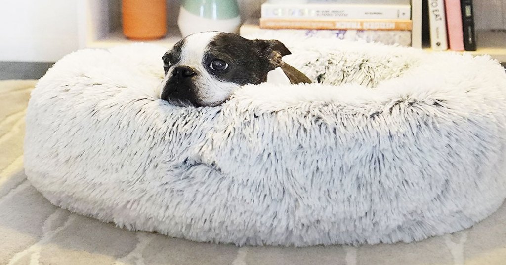 dog in grey pet bed