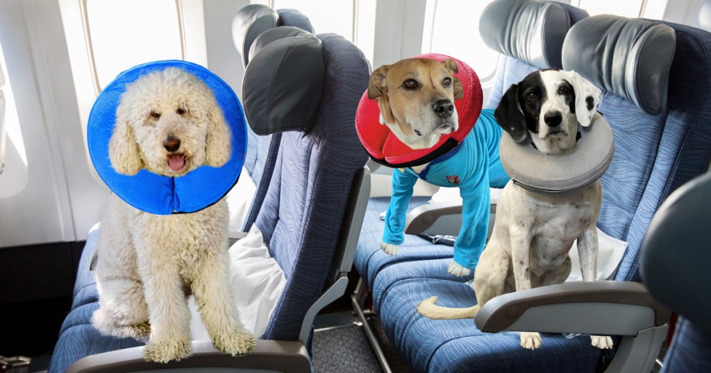 Dogs on a Plane