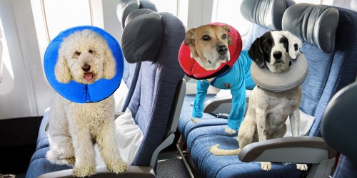 Your Fur Baby Can Now Travel in Luxury Thanks to Pup Pup & Away Pillows