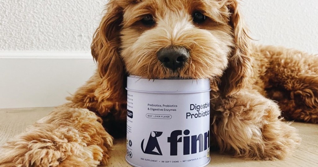 dog resting head on container of finn supplements
