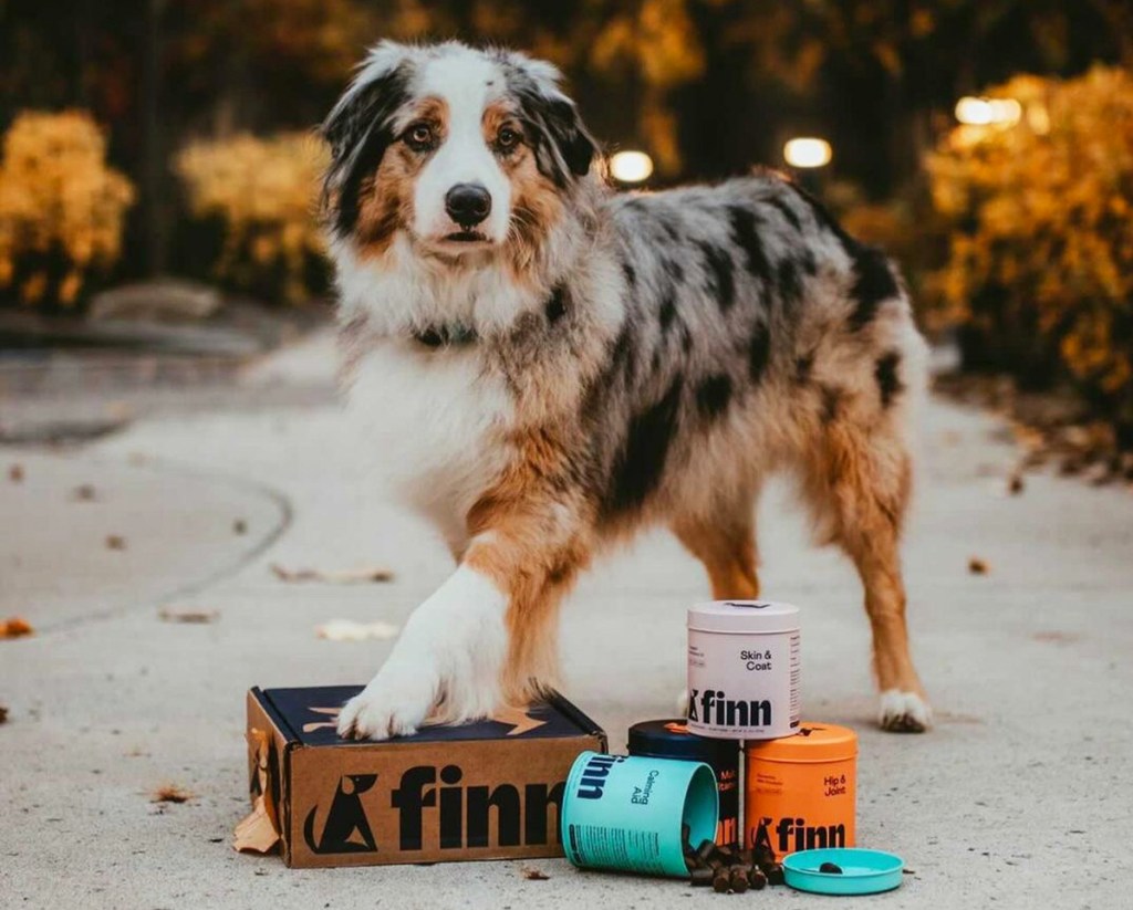dog standing next to finn supplements