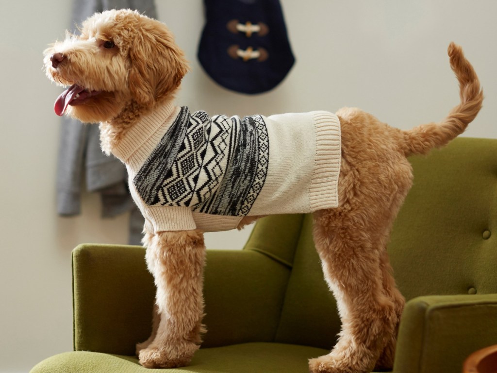 dog wearing black and cream turtleneck sweater