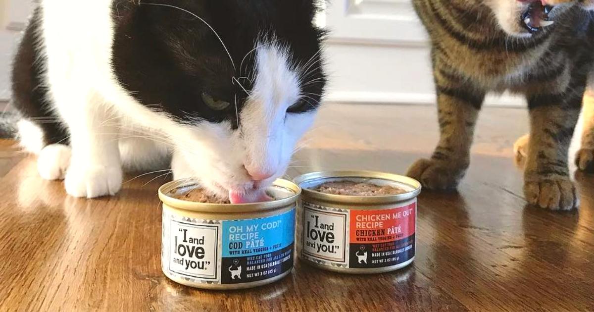 cat eating "I and Love and You" Wet Cat Food