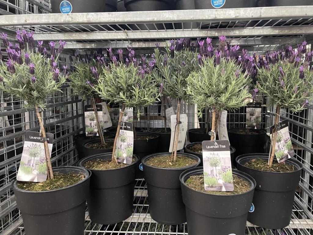 lavender trees on store shelf